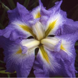 Lrio japons 'Ocean Mist'